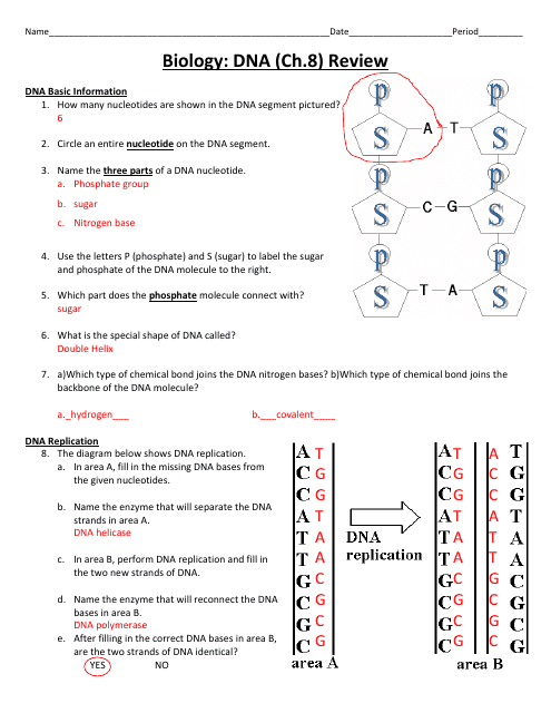 Biology (DNA) Worksheet - Cobb County School District