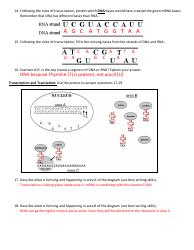 Biology (Dna) Worksheet With Answer Key - Cobb County School District, Page 3