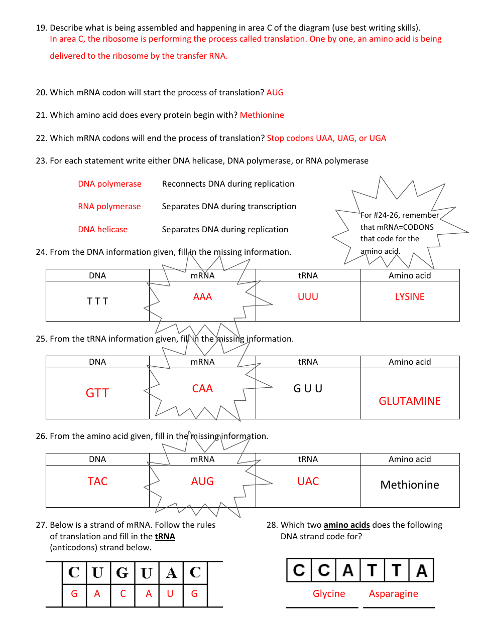 Biology (Dna) Worksheet With Answer Key - Cobb County School District ...