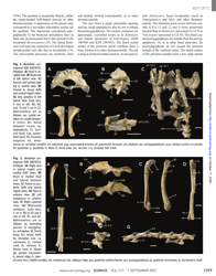 A Basal Dromaeosaurid and Size Evolution Preceding Avian Flight - Alan H. Turner, Diego Pol, Julia a. Clarke, Gregory M. Erickson, Mark a. Norell, Page 2