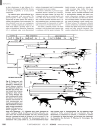 A Basal Dromaeosaurid and Size Evolution Preceding Avian Flight - Alan H. Turner, Diego Pol, Julia a. Clarke, Gregory M. Erickson, Mark a. Norell, Page 3