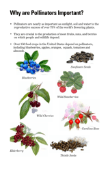 Attracting Pollinators to Your Garden, Page 2