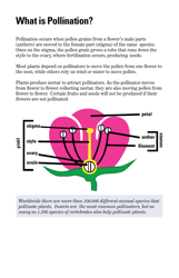 Attracting Pollinators to Your Garden, Page 3