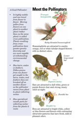 Attracting Pollinators to Your Garden, Page 4