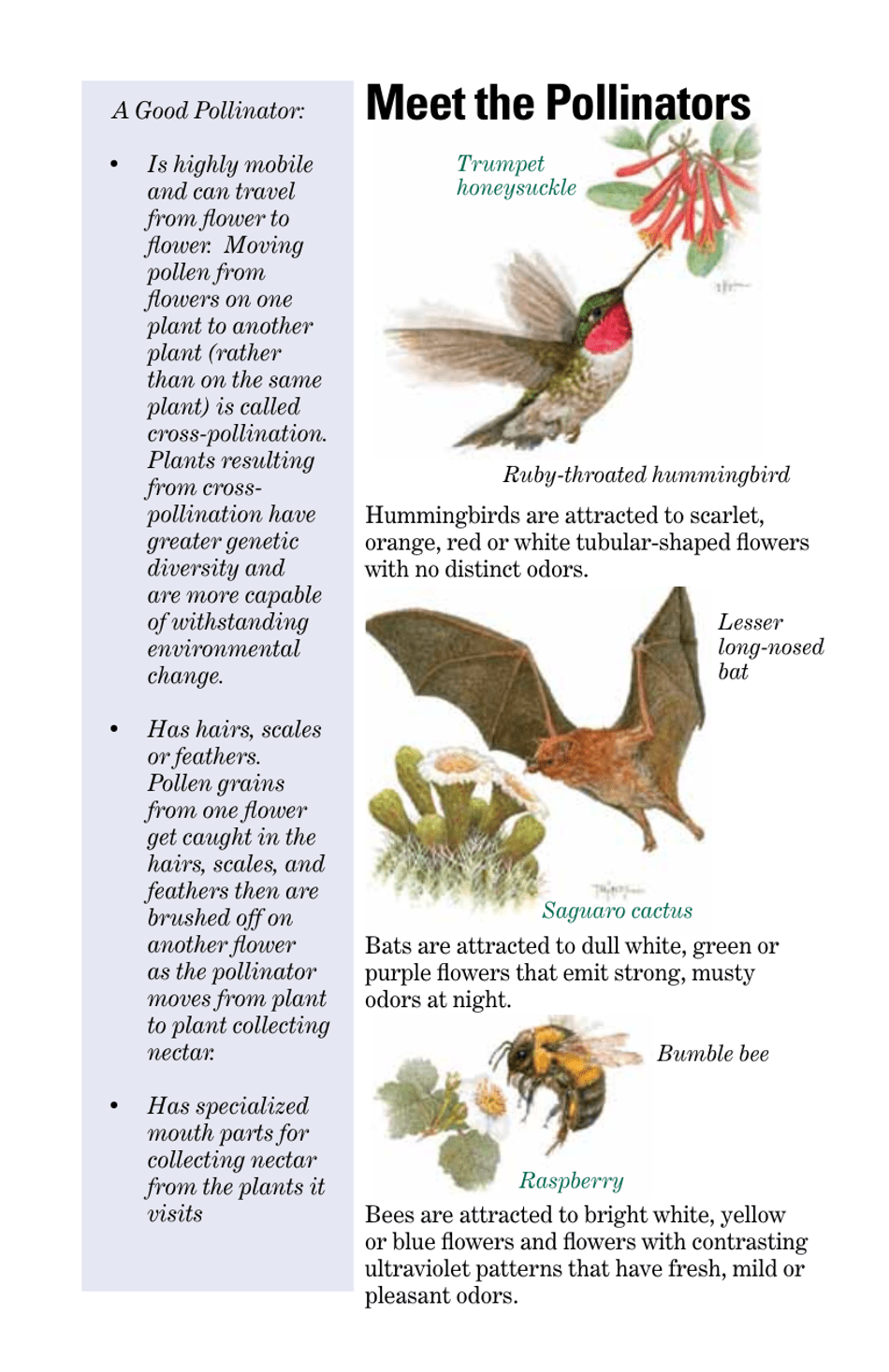 Attracting Pollinators to Your Garden, Page 4