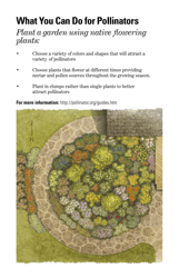 Attracting Pollinators to Your Garden, Page 6