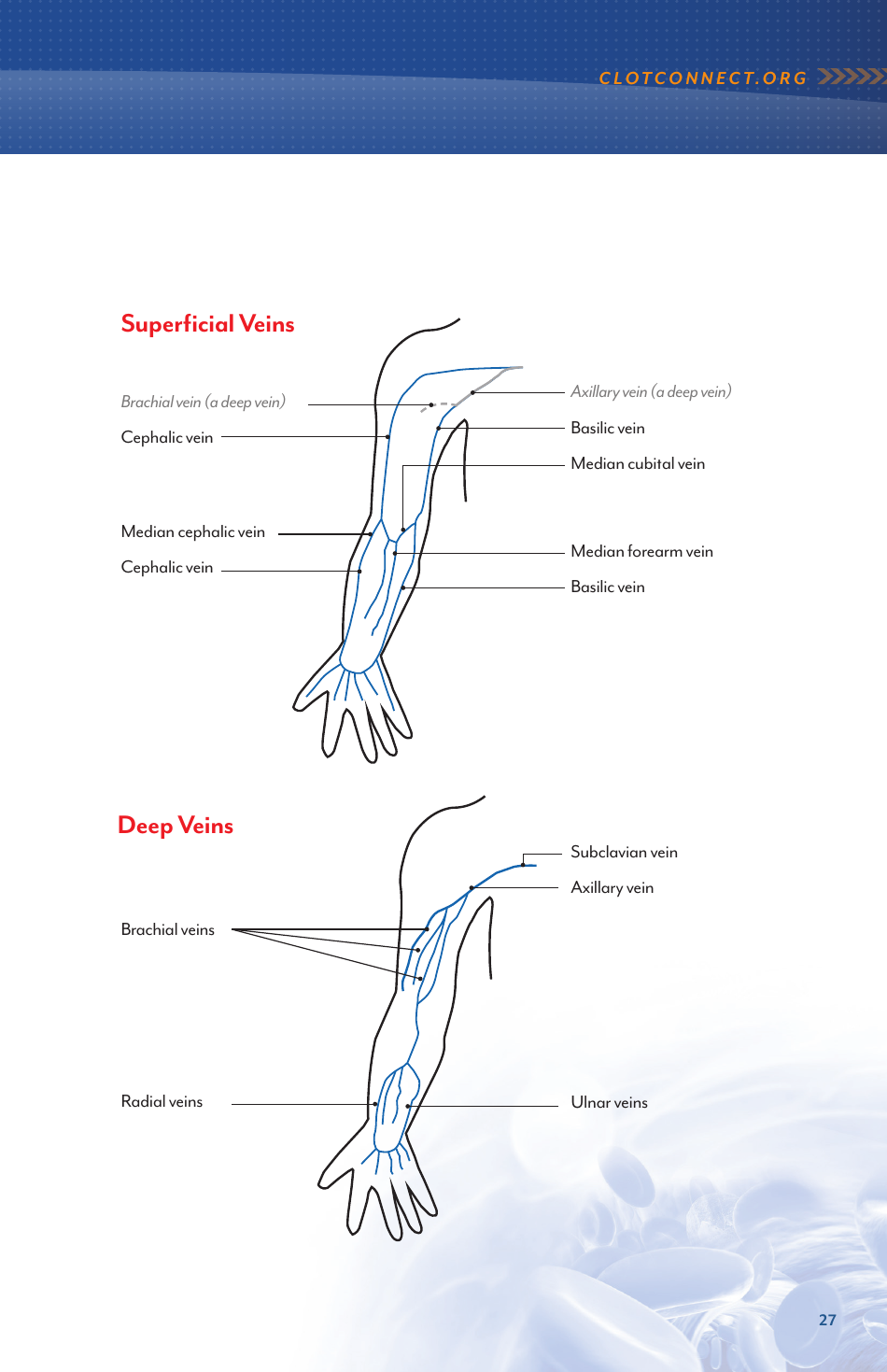 Deep Vein Thrombosis and Pulmonary Embolism - Information for Newly Diagnosed Patients - North Carolina, Page 27