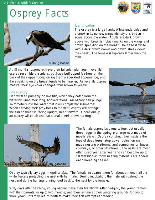 Osprey Facts