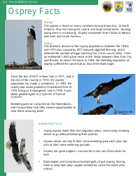 Osprey Facts, Page 2