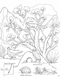 New Mexico Seymour Antelope&#039;s Coloring and Activity Book, Page 15