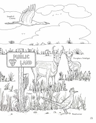 New Mexico Seymour Antelope&#039;s Coloring and Activity Book, Page 23
