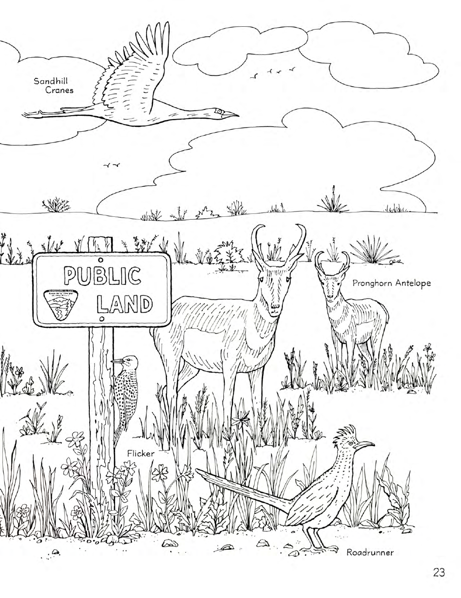 New Mexico Seymour Antelopes Coloring and Activity Book, Page 23