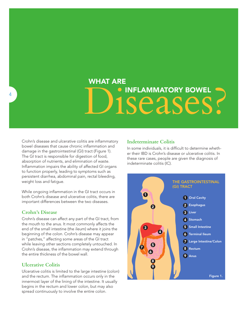 The Facts About Inflammatory Bowel Diseases - Crohns  Colitis Foundation, Page 6