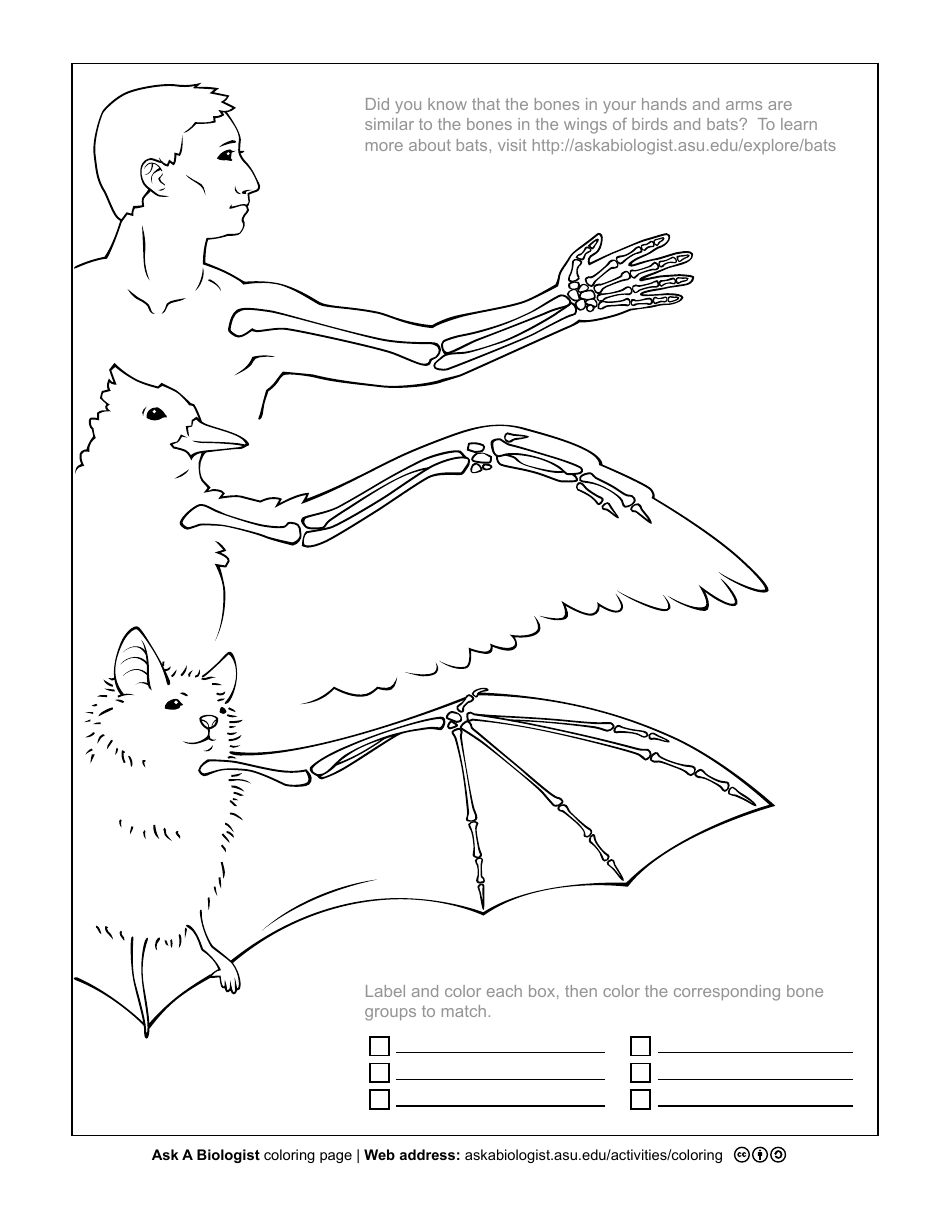 Educational Coloring Page - Homology, Page 1
