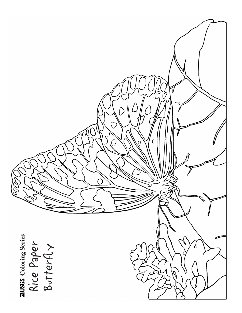 Rice Paper Butterfly Coloring Page Image Preview