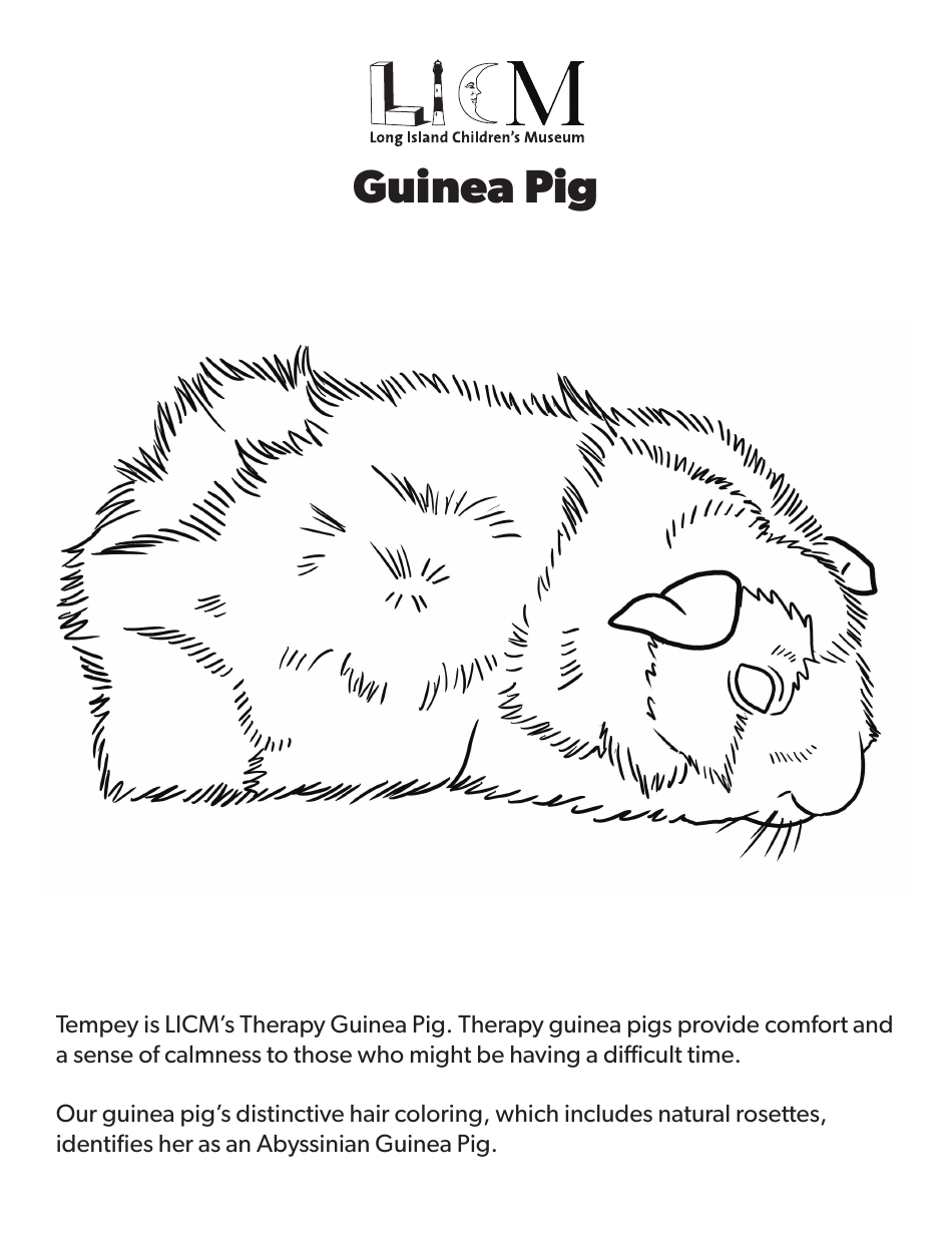 Guinea Pig Coloring Page Download Printable PDF | Templateroller