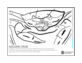 Document preview: Golden Crab Coloring Page