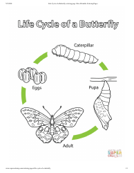 Document preview: Life Cycle of a Butterfly Coloring Page