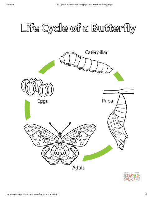 Life Cycle of a Butterfly Coloring Page - Preview Image