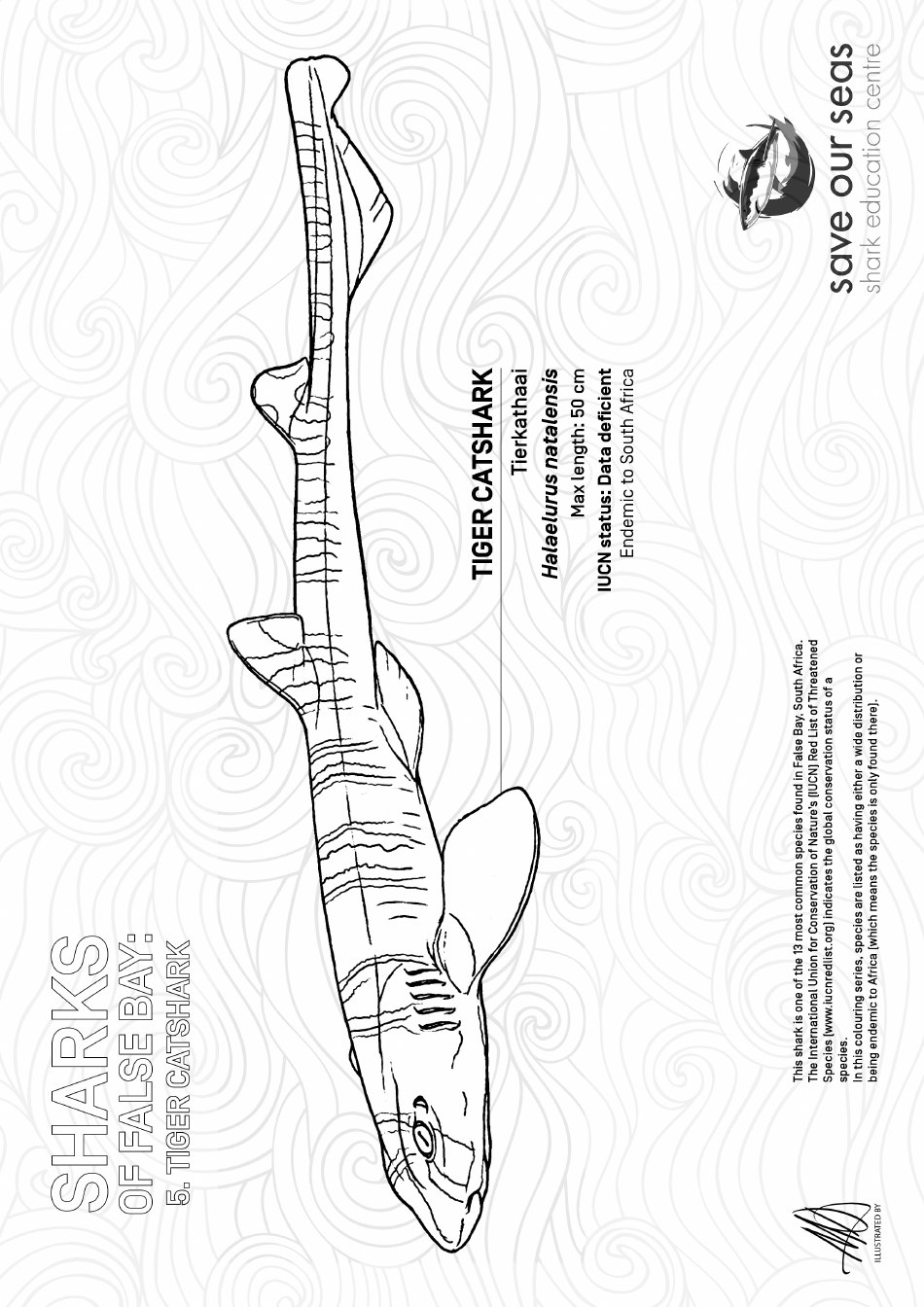 Tiger Catshark coloring page illustration