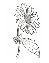 Document preview: Blooming Sunflower Coloring Page