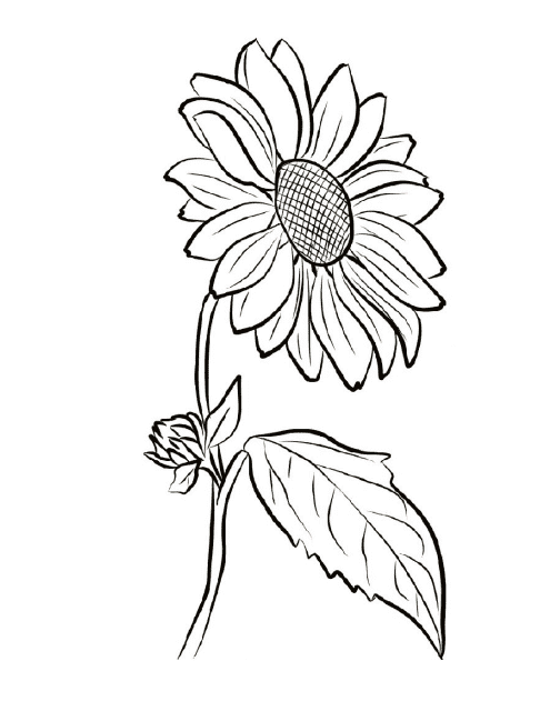 Blooming Sunflower Coloring Page