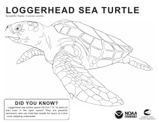 Document preview: Loggerhead Sea Turtle Coloring Sheet