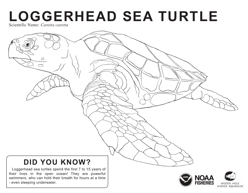 Coloring sheet of loggerhead sea turtle