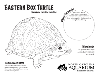 Document preview: Eastern Box Turtle Coloring Sheet
