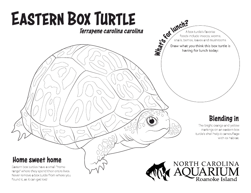 Eastern Box Turtle Coloring Sheet