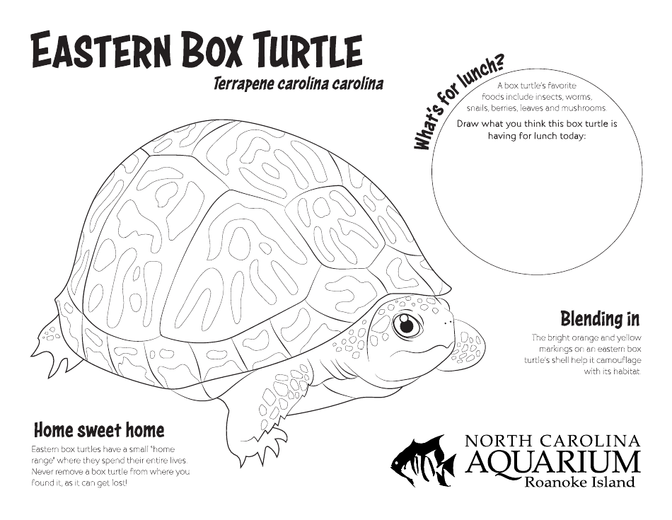 Eastern Box Turtle Coloring Sheet