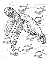 Document preview: Sea Turtle Coloring Sheet