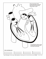 Document preview: Human Heart Coloring Page