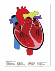 Human Heart Coloring Page, Page 2