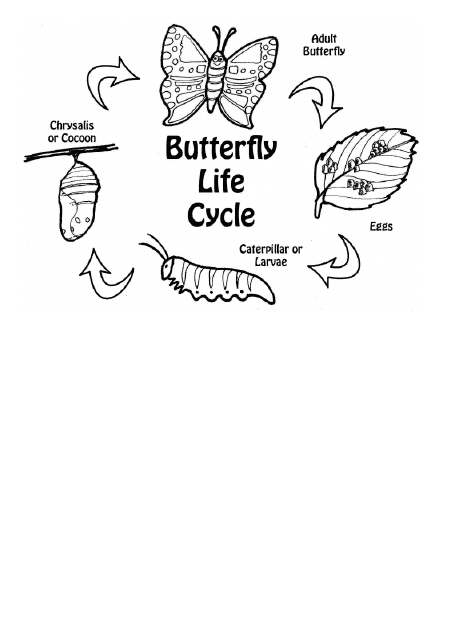 Butterfly Life Cycle Coloring Page - TemplateRoller