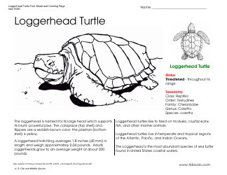 Document preview: Loggerhead Turtle Coloring Page