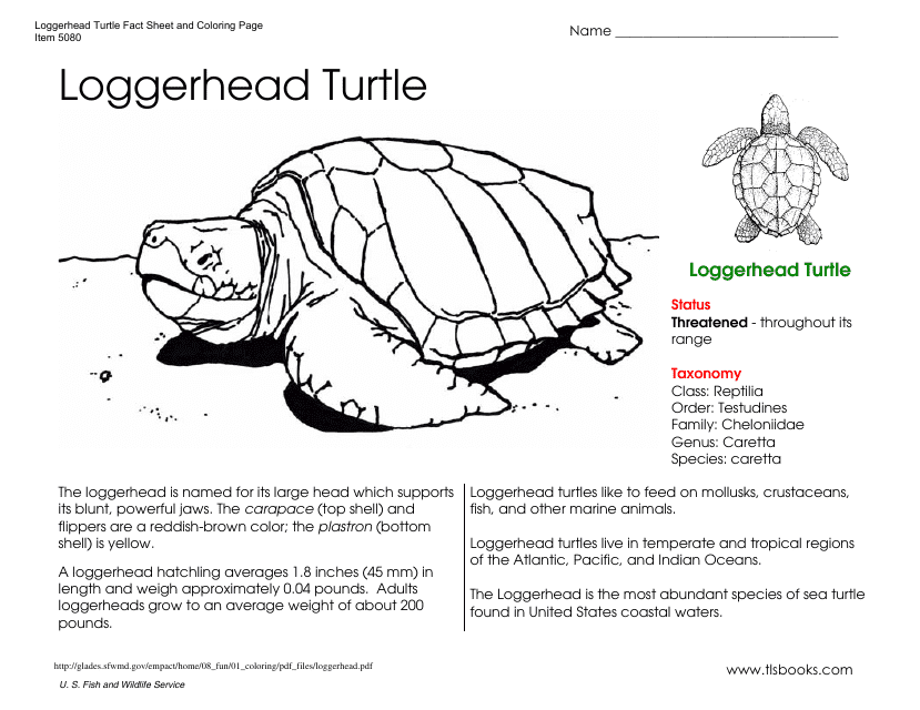 Loggerhead Turtle Coloring Page