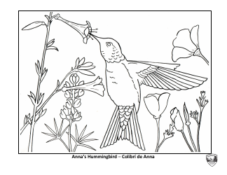 Document preview: Anna's Hummingbird Coloring Sheet (English/Spanish)