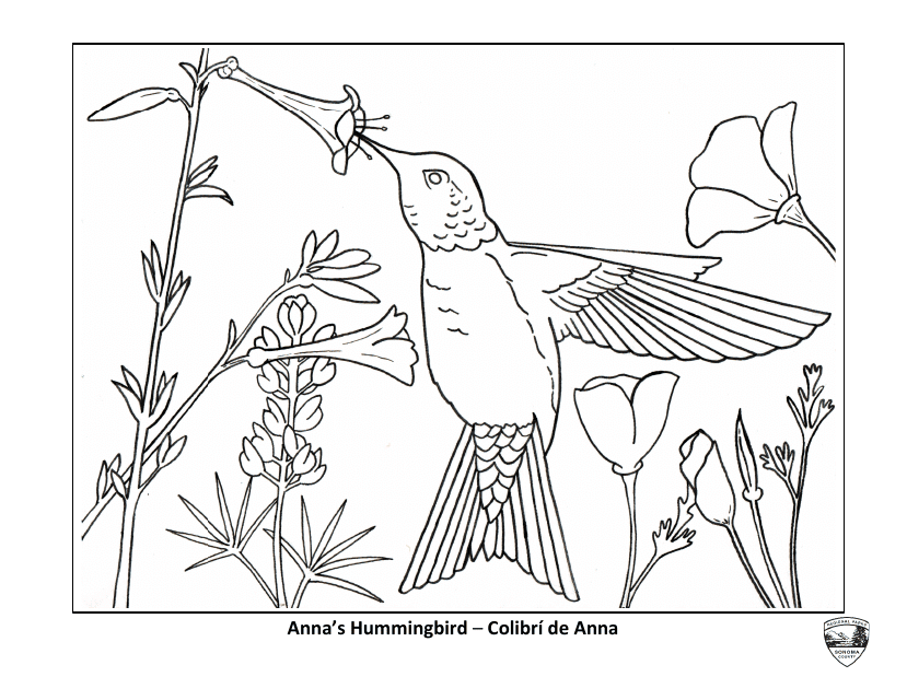 Anna's Hummingbird Coloring Sheet (English/Spanish) - Beautiful illustration featuring an Anna's Hummingbird surrounded by nature, ready to be colored in by kids and adults. Both English and Spanish versions available for download.