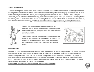 Anna&#039;s Hummingbird Coloring Sheet (English/Spanish), Page 2