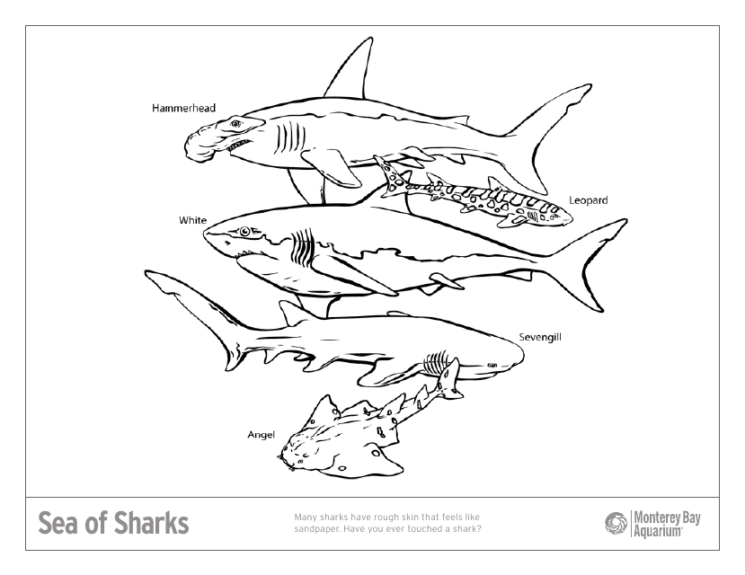 Sea Sharks Coloring Page – Printable Free