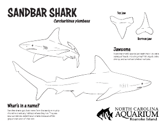 Document preview: Sandbar Shark Coloring Page