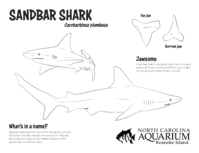Sandbar Shark Coloring Page