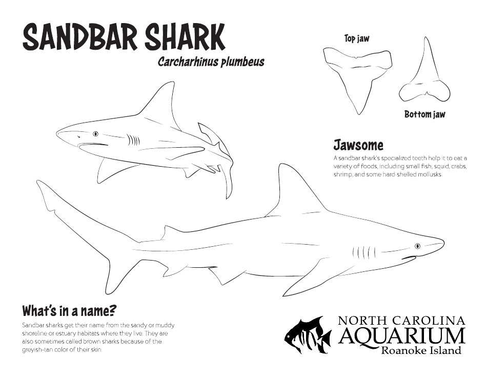 Sandbar Shark Coloring Page Download Printable PDF | Templateroller