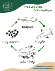 Document preview: Frog Life Cycle Coloring Page
