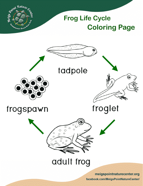 Frog Life Cycle Coloring Page - Free Printable Document Image Preview