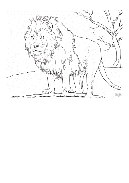 Wild Lion Coloring Page - Free Printable Template
