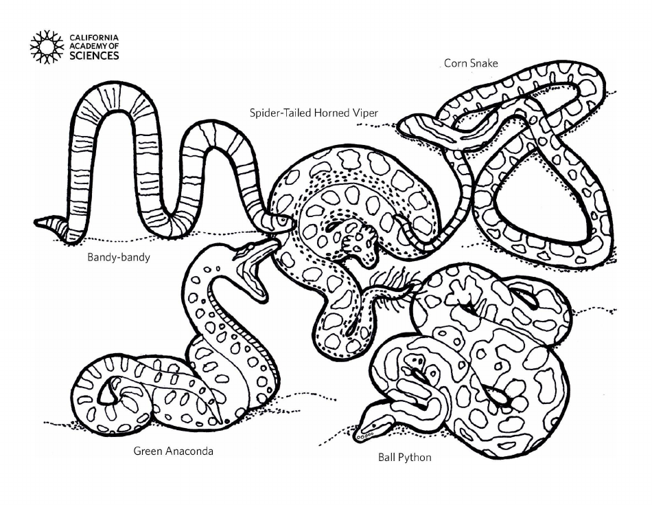 Snakes From Around the World Coloring Page Download Printable PDF ...