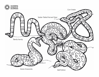 Document preview: Snakes From Around the World Coloring Page