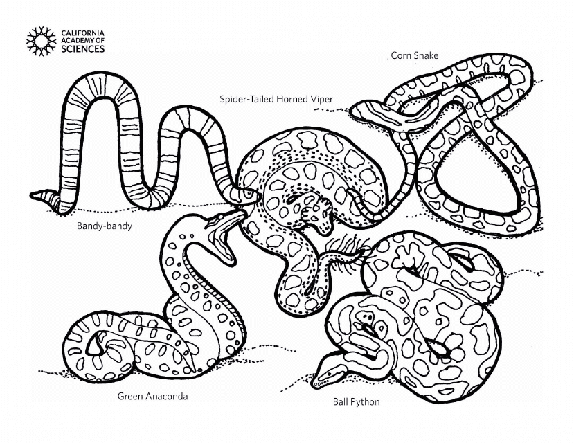 Snakes From Around the World Coloring Page
